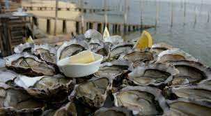 oysters at arcachon