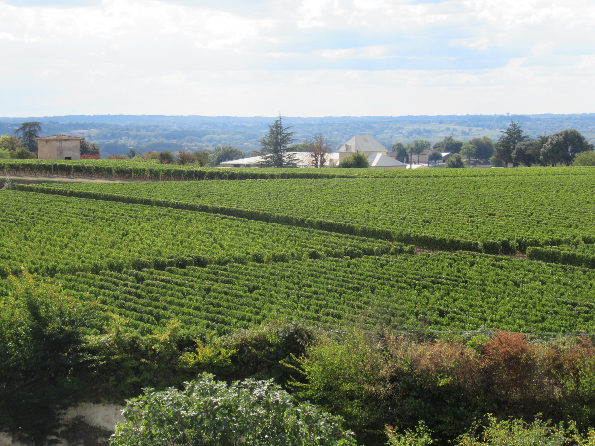 vineyards near St Emilion