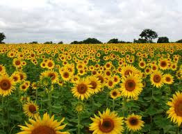 Canal du Midi sunflowers