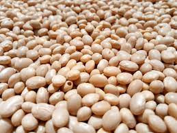 cassoulet beans