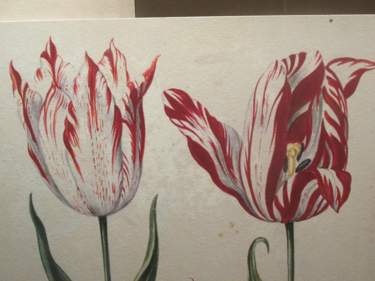 Semper Augustus, Tulip Museum, Amsterdam